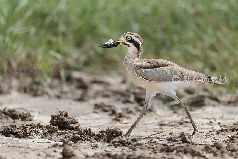 涉禽:成年大粗膝鹬(Esacus recurvirostris)，又称大石杓鹬。